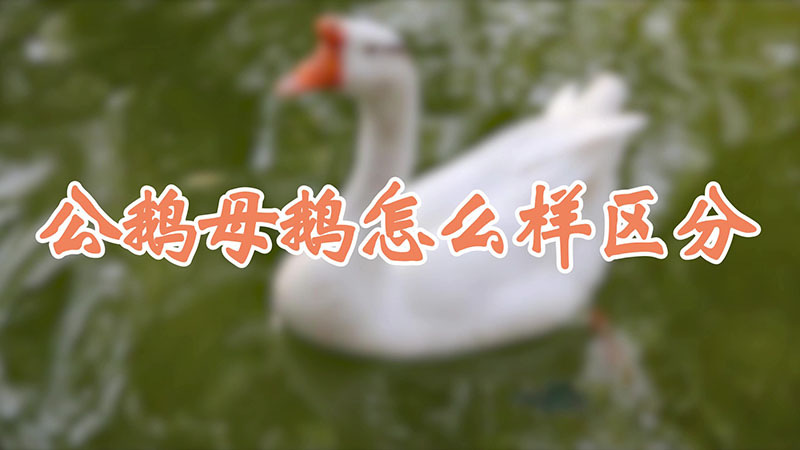 公鵝母鵝怎麼樣區分
