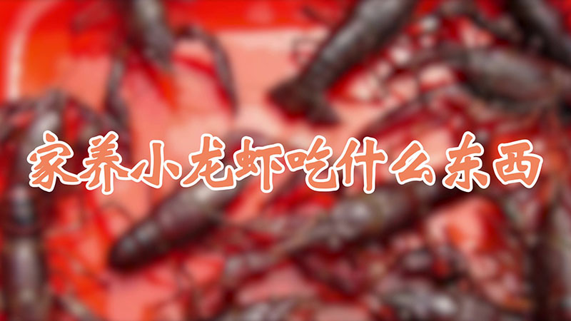 家養小龍蝦吃什麼東西