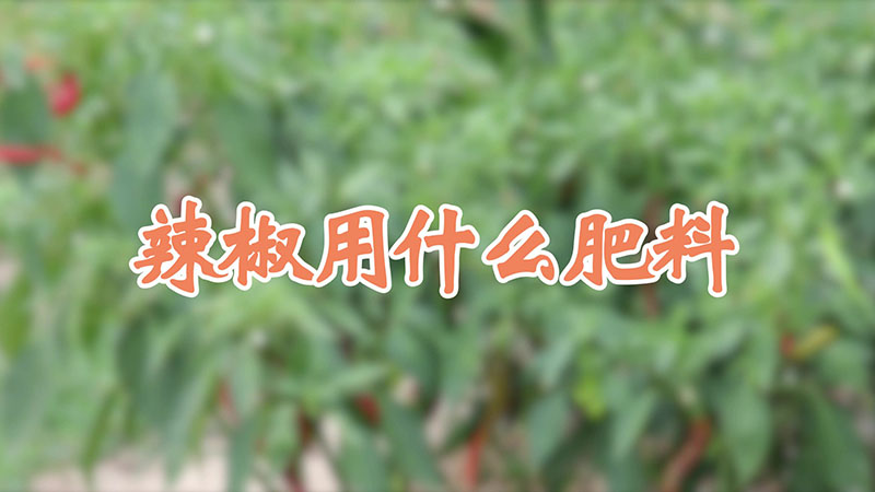辣椒用什麼肥料