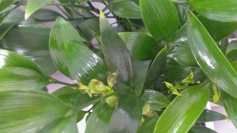 竹柏葉子幹枯怎麼補救
