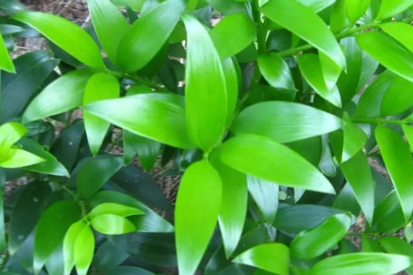 竹柏葉子幹枯怎麼補救
