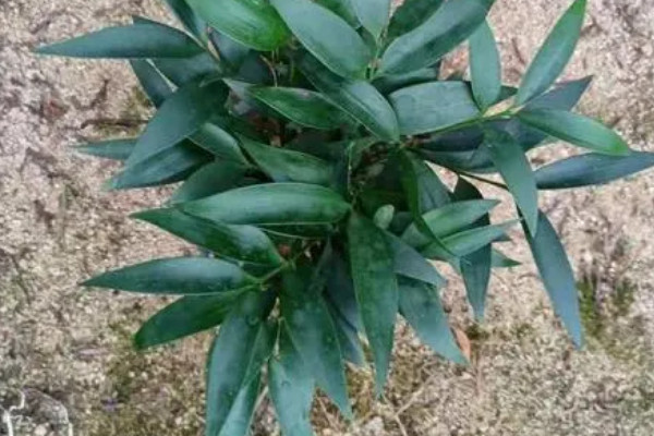 竹柏葉子幹枯怎麼補救