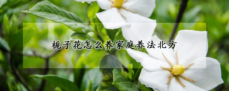 梔子花怎麼養家庭養法北方