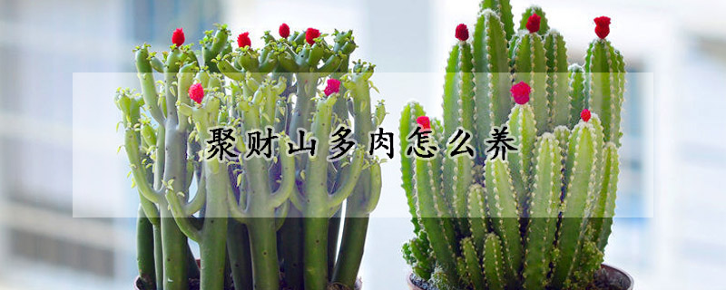 聚財山多肉怎麼養