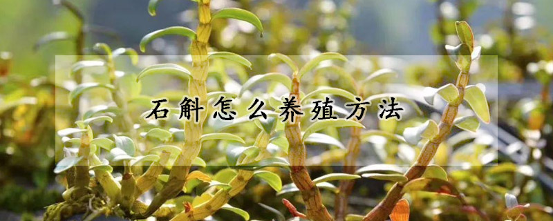 石斛怎麼養殖方法