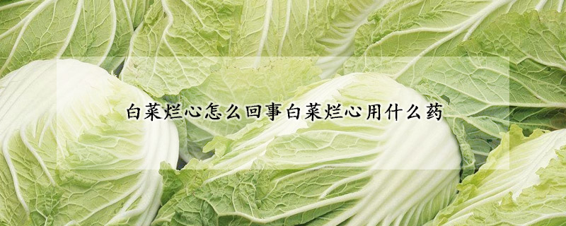 白菜爛心怎麼回事白菜爛心用什麼藥