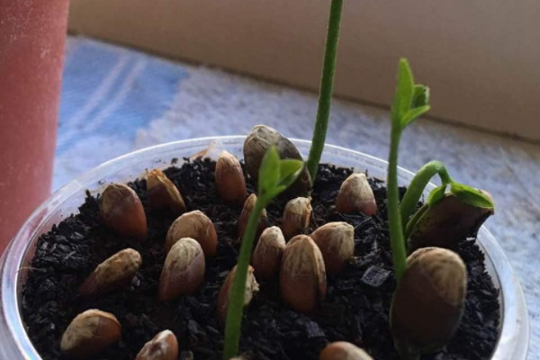 柚子籽怎麼種植方法