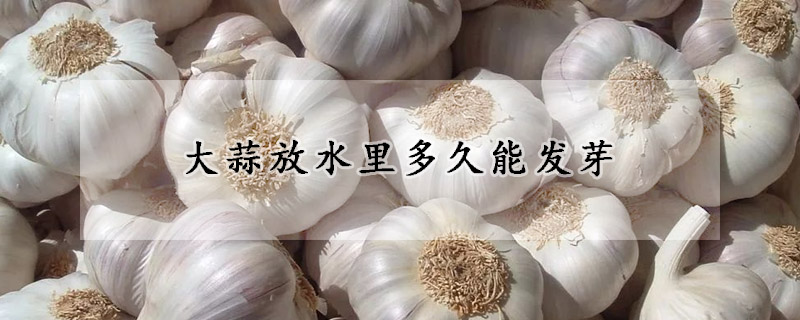 大蒜放水裏多久能發芽