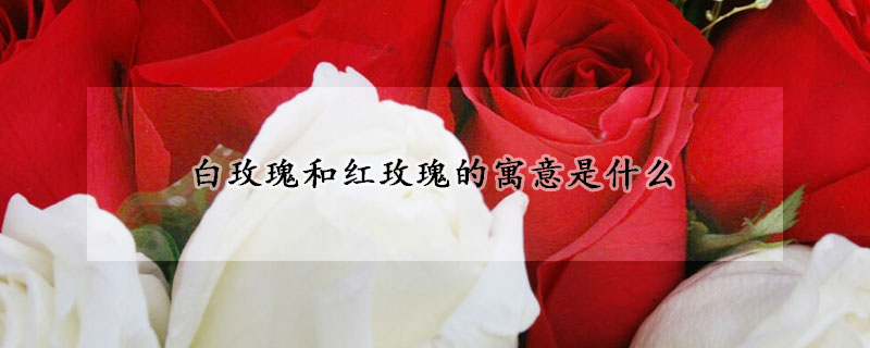 白玫瑰和紅玫瑰的寓意是什麼