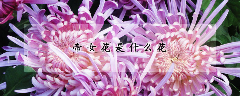 帝女花是什麼花