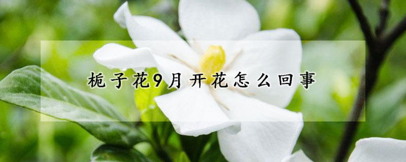 梔子花9月開花怎麼回事