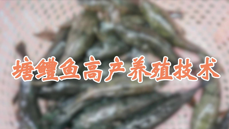 塘鱧魚高產養殖技術