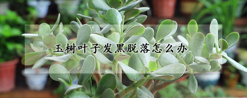 玉樹葉子發黑脫落怎麼辦