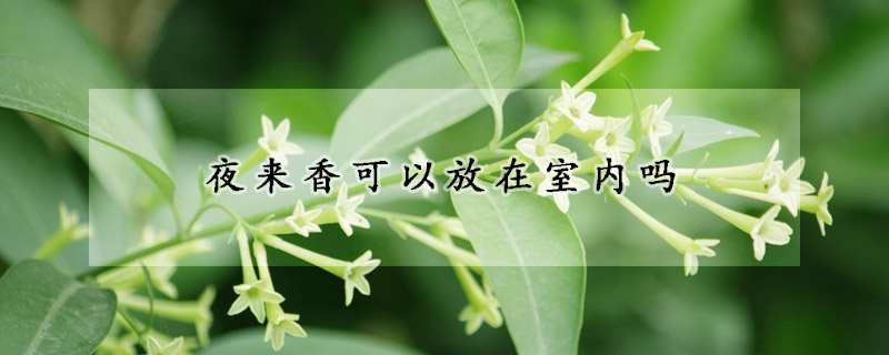 夜來香可以放在室內嗎