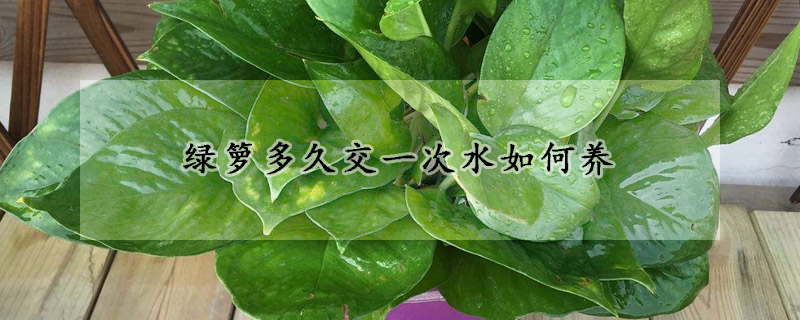 綠籮多久交一次水如何養