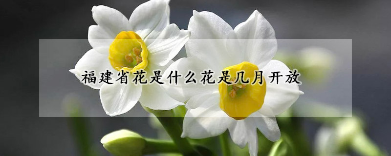 福建省花是什麼花是幾月開放