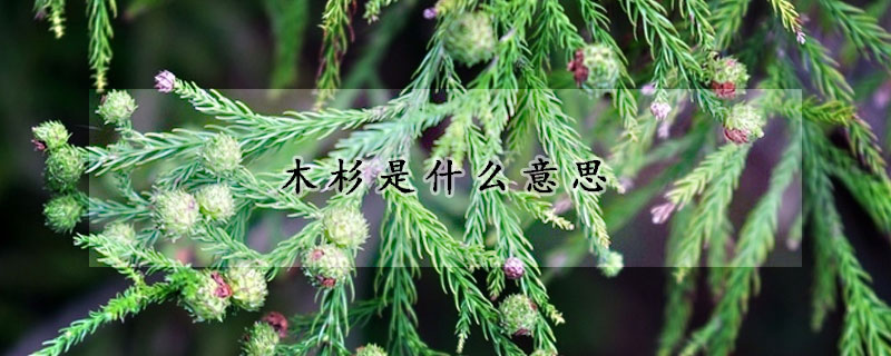 木杉是什麼意思