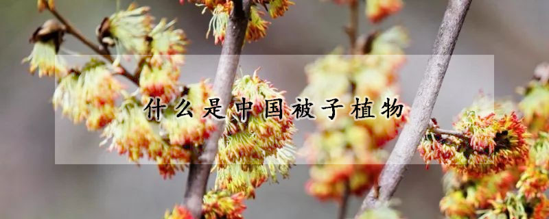 什麼是中國被子植物