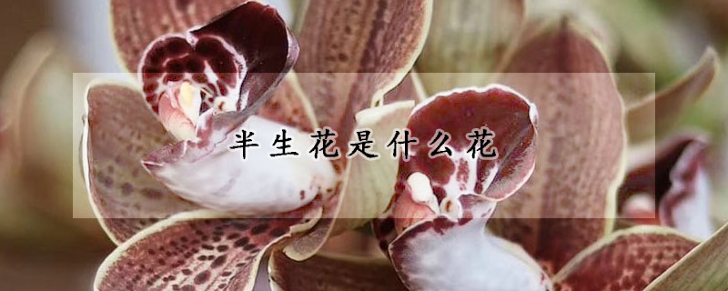 半生花是什麼花