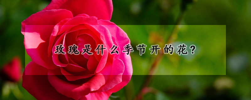 玫瑰是什麼季節開的花?