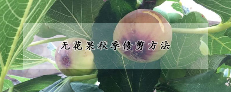 無花果秋季修剪方法