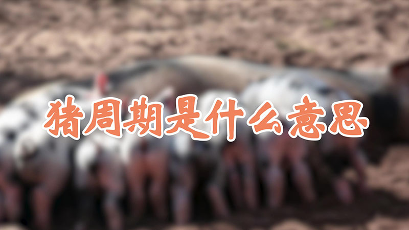 豬周期是什麼意思