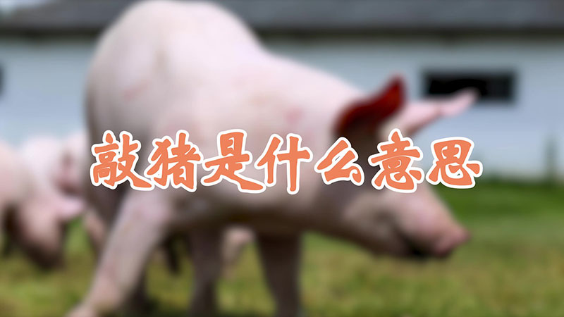 敲豬是什麼意思
