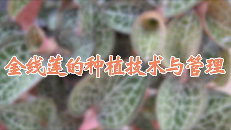 金線蓮的種植技術與管理