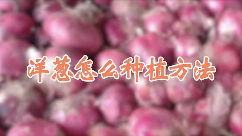 洋蔥怎麼種植方法