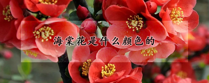 海棠花是什麼顏色的