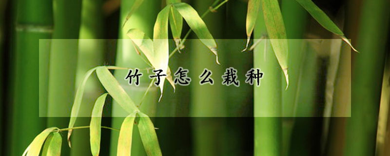 竹子怎麼栽種