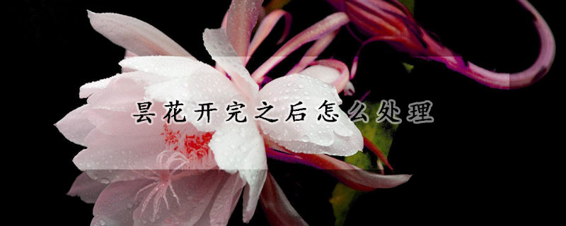 曇花開完之後怎麼處理