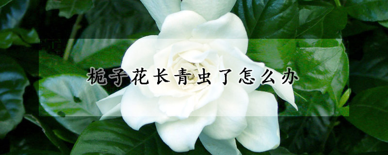 梔子花長青蟲了怎麼辦