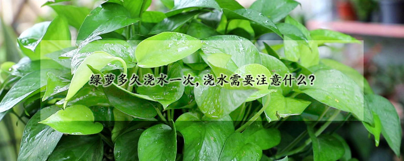 綠蘿多久澆水一次,澆水需要注意什麼?