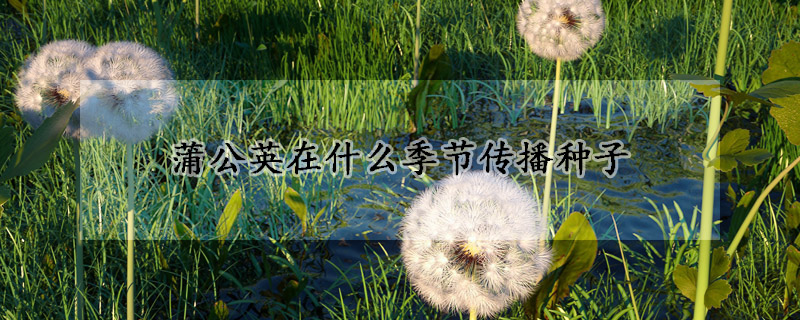 蒲公英在什麼季節傳播種子