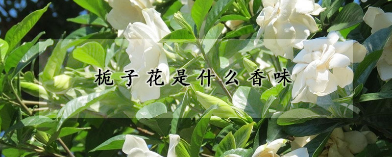 梔子花是什麼香味
