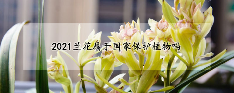 2021蘭花屬於國家保護植物嗎