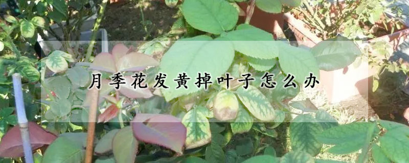 月季花發黃掉葉子怎麼辦