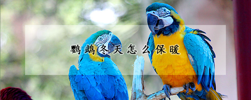 鸚鵡冬天怎麼保暖