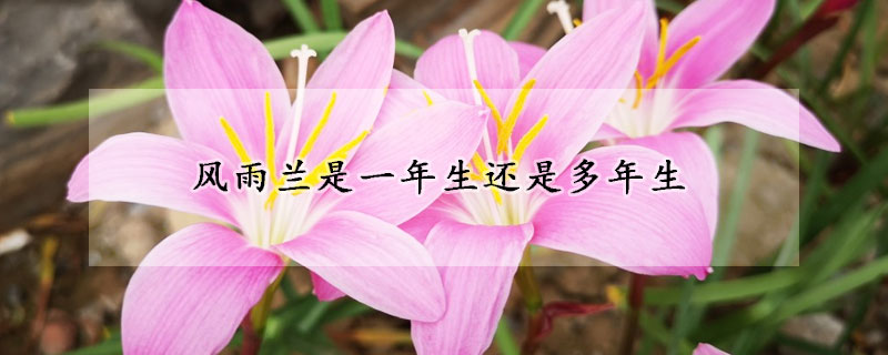 風雨蘭是一年生還是多年生