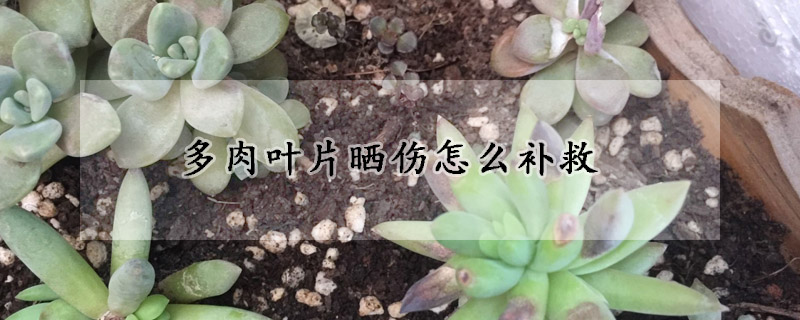 多肉葉片曬傷怎麼補救