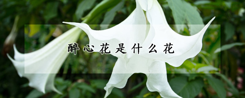 醉心花是什麼花