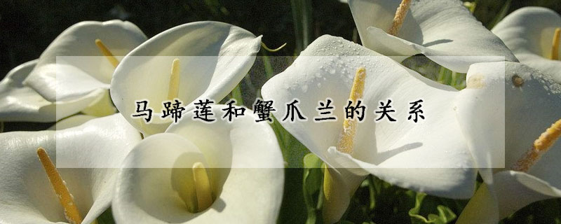 馬蹄蓮和蟹爪蘭的關係