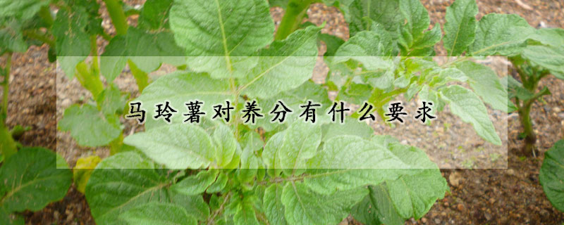 馬玲薯對養分有什麼要求