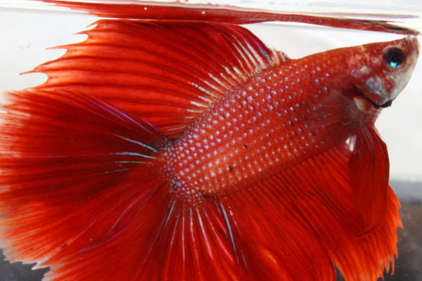 鬥魚的養殖方法