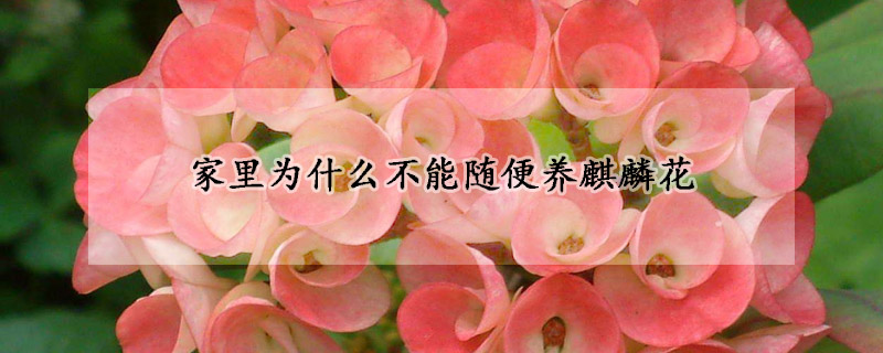 家裏為什麼不能隨便養麒麟花