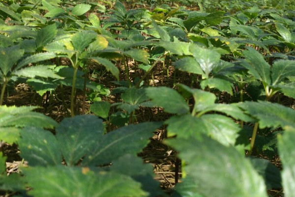三七種植條件及技術要點