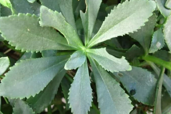 三七種植條件及技術要點