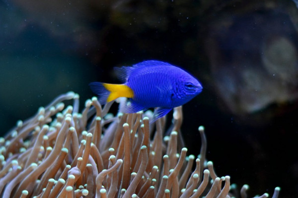 七彩魚的養殖方法和注意事項