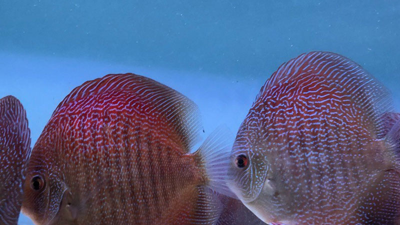 七彩魚的養殖方法和注意事項